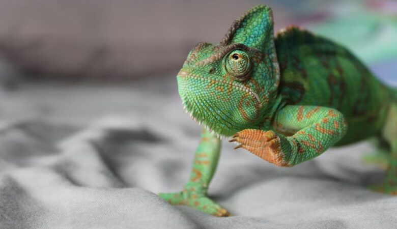 chameleon on a bed