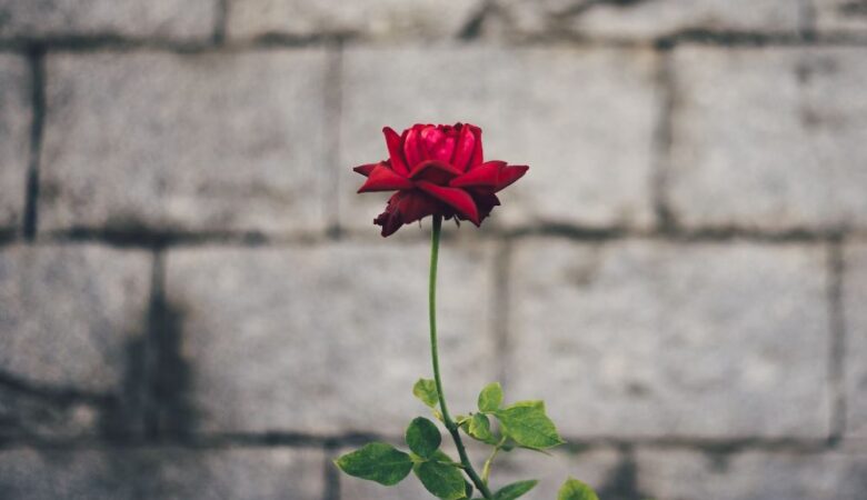 single rose against the backdrop of a wall