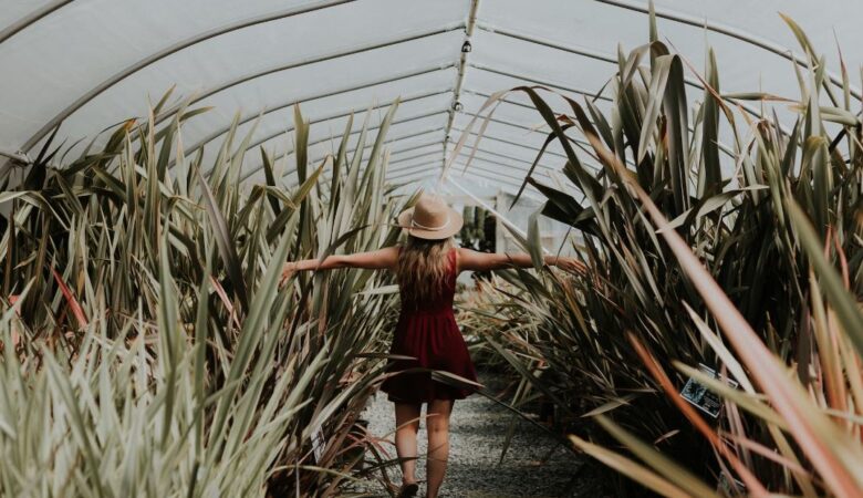 single woman hands out walking through a maize field